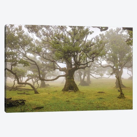 Portugal Madeira Island Posto Florestal Fanal Old Foggy Forest II Canvas Print #AGP221} by Alex G Perez Canvas Art Print