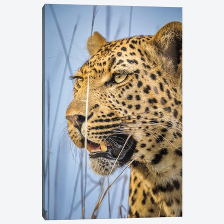Africa Leopard Portrait V Canvas Print #AGP31} by Alex G Perez Art Print