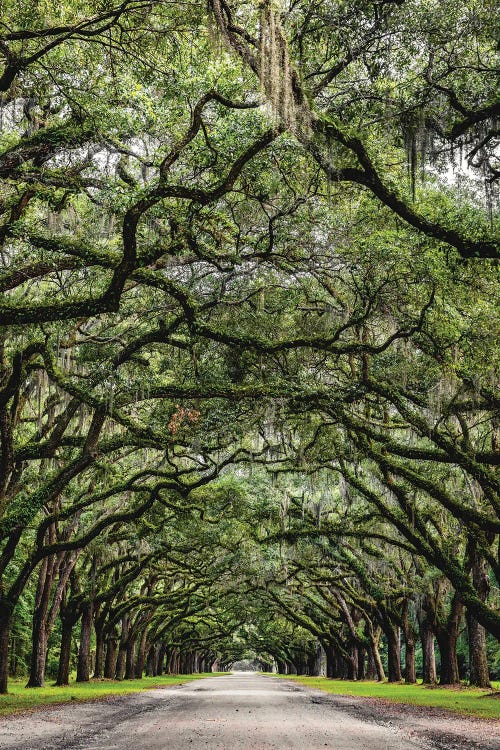 Savannah Road Of Oak Trees