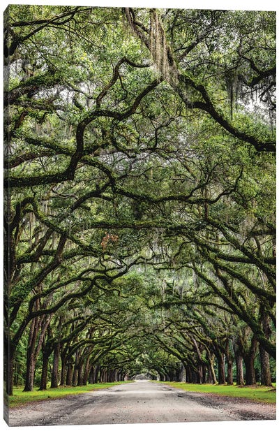 Savannah Road Of Oak Trees Canvas Art Print - Savannah