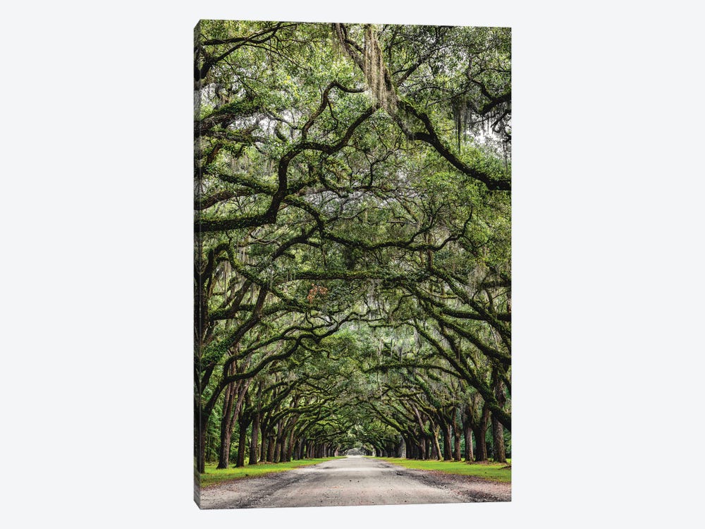 Savannah Road Of Oak Trees by Alex G Perez 1-piece Art Print