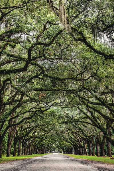 Savannah Road Of Oak Trees