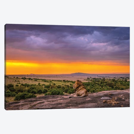 Africa Lion And Sunset Canvas Print #AGP34} by Alex G Perez Canvas Wall Art