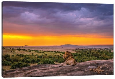 Africa Lion And Sunset Canvas Art Print - Alex G Perez