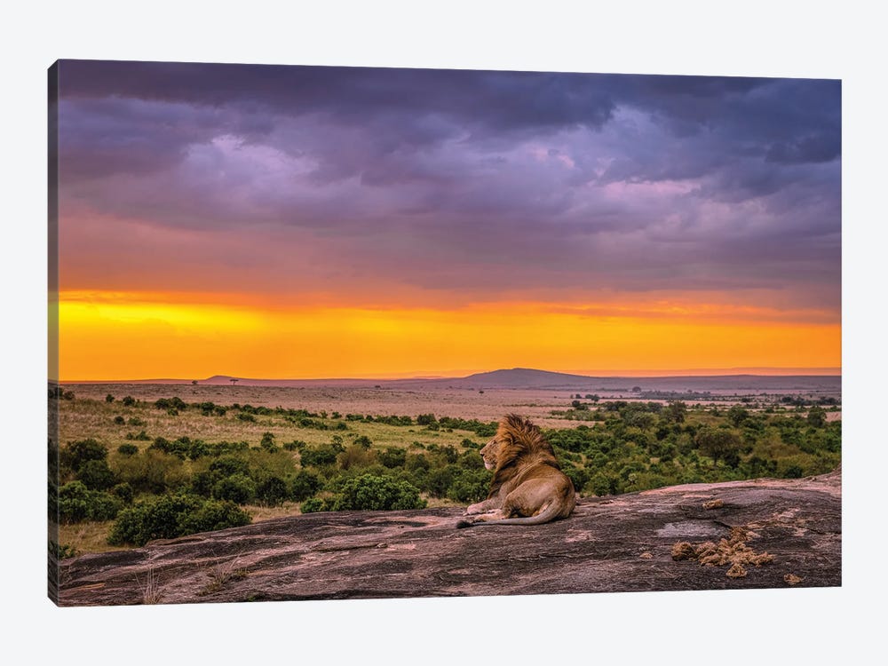 Africa Lion And Sunset by Alex G Perez 1-piece Canvas Wall Art