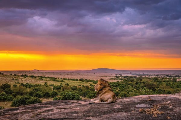 Lions: Africa Lion And Sunset by Alex G Perez