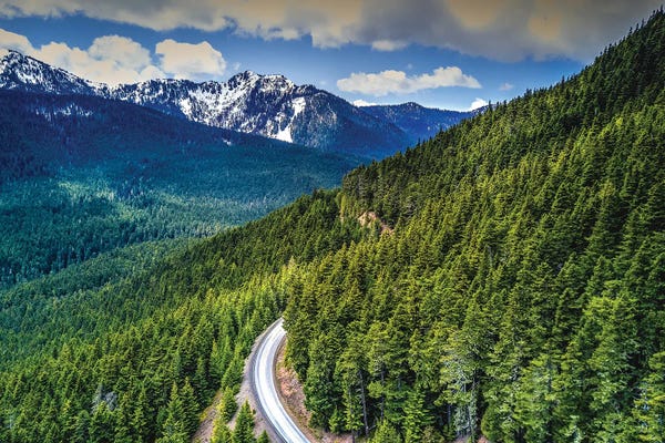 Alex G Perez: Washington Olympic National Park Forest Road by Alex G Perez