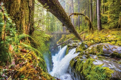 Washington Olympic National Park Forest Waterfall I by Alex G Perez canvas print