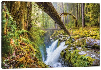 Washington Olympic National Park Forest Waterfall I Canvas Art Print - Olympic National Park Art