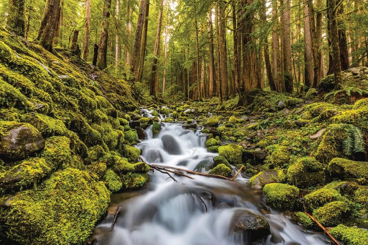 Washington Olympic National Park Forest Waterfall II