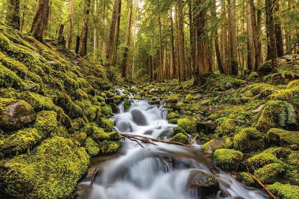 Olympic National Park: Washington Olympic National Park Forest Waterfall II by Alex G Perez
