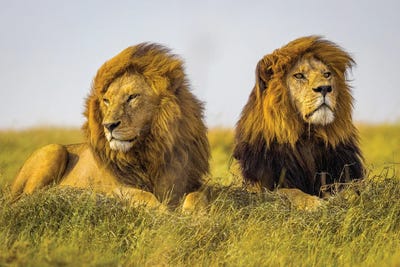 Africa Lion Brothers III by Alex G Perez canvas print