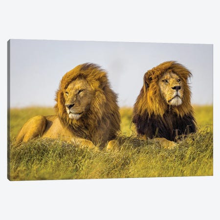 Africa Lion Brothers III Canvas Print #AGP37} by Alex G Perez Canvas Art