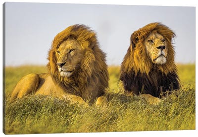 Africa Lion Brothers III Canvas Art Print - Alex G Perez