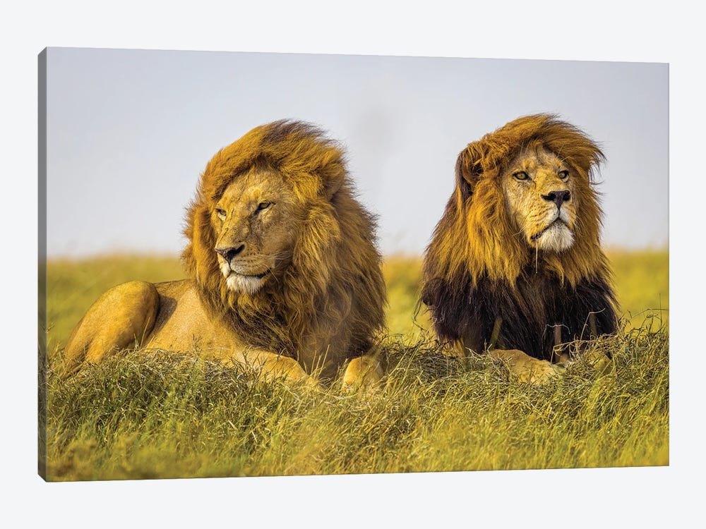Africa Lion Brothers III by Alex G Perez 1-piece Canvas Art Print
