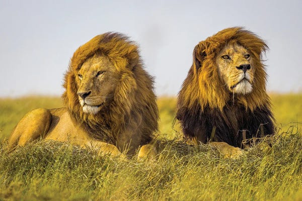 Lions: Africa Lion Brothers III by Alex G Perez