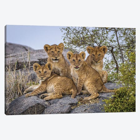 Africa Lion Cubs II Canvas Print #AGP39} by Alex G Perez Canvas Art Print
