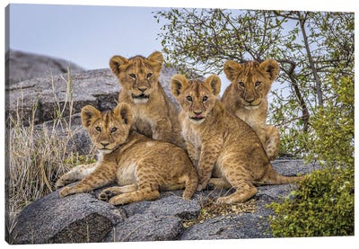 Africa Lion Cubs II Canvas Art Print - Alex G Perez