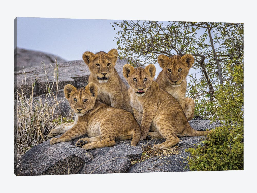 Africa Lion Cubs II by Alex G Perez 1-piece Art Print