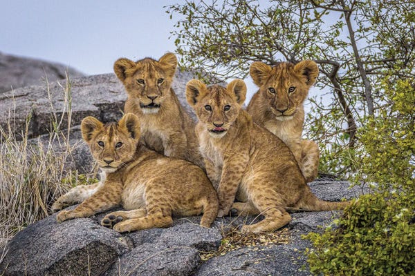 Lions: Africa Lion Cubs II by Alex G Perez