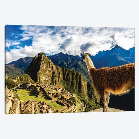 Peru Machu Picchu Lama Overlooking Canvas Print #AGP424} by Alex G Perez Canvas Wall Art