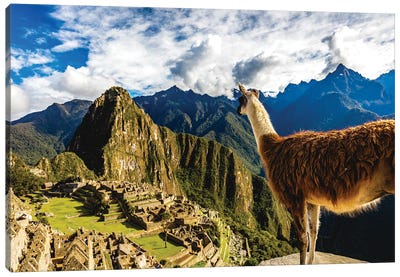 Peru Machu Picchu Lama Overlooking Canvas Art Print - Ancient Ruins Art