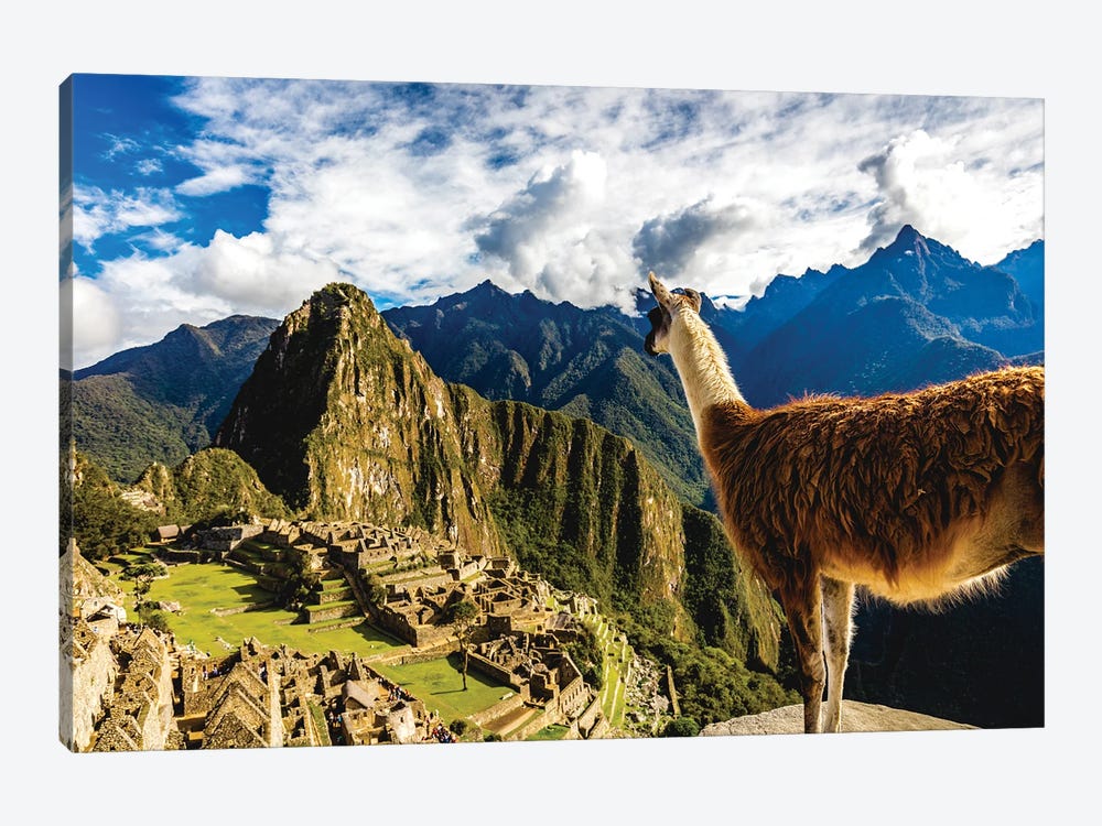 Peru Machu Picchu Lama Overlooking by Alex G Perez 1-piece Canvas Wall Art