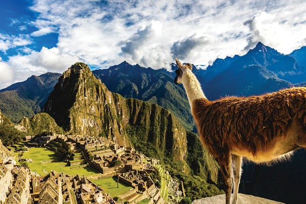 Ancient Ruins: Peru Machu Picchu Lama Overlooking by Alex G Perez