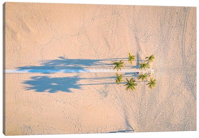 Florida White Sand Beach Palm Tree IV Canvas Art Print - Alex G Perez