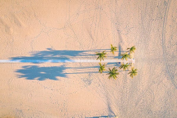 Florida Beaches: Florida White Sand Beach Palm Tree IV by Alex G Perez