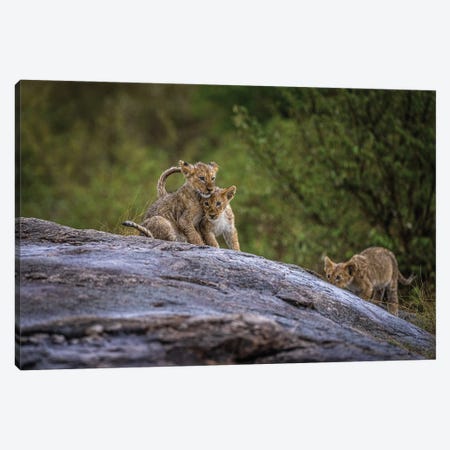 Africa Lion Cubs Playing Canvas Print #AGP42} by Alex G Perez Canvas Wall Art