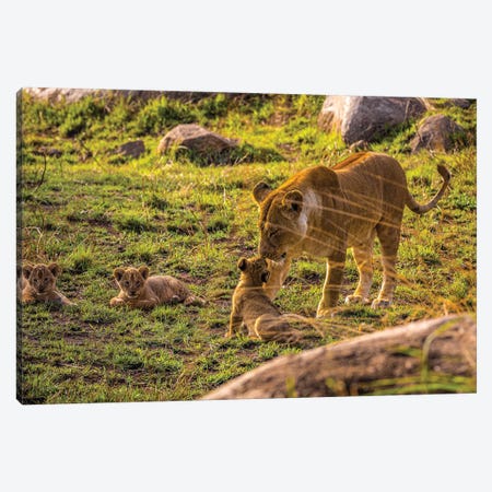 Africa Lioness And Cubs I Canvas Print #AGP45} by Alex G Perez Art Print