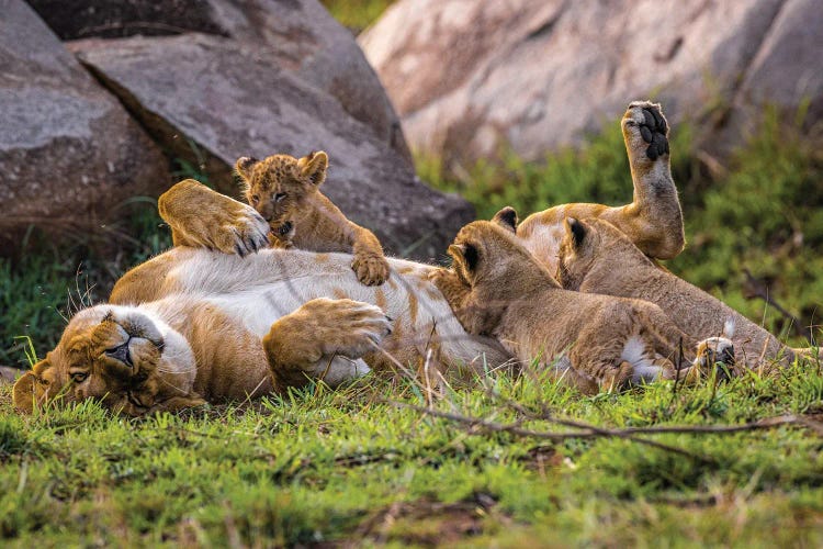Africa Lioness And Cubs II