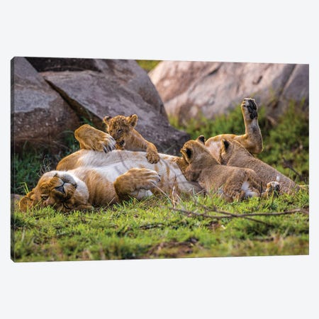 Africa Lioness And Cubs II Canvas Print #AGP46} by Alex G Perez Canvas Art Print