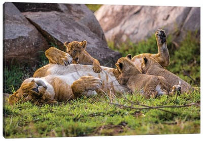 Africa Lioness And Cubs II Canvas Art Print - Alex G Perez