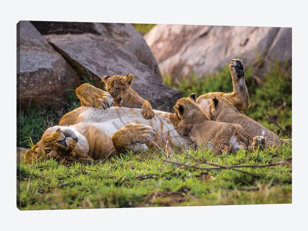 Africa Lioness And Cubs II by Alex G Perez 1-piece Canvas Print