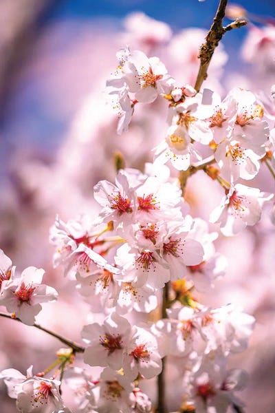 Cherry Blossoms, Fujinomiya, Japan by Alex G Perez canvas print
