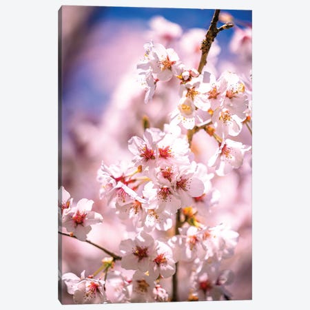 Cherry Blossoms, Fujinomiya, Japan Canvas Print #AGP511} by Alex G Perez Canvas Art Print