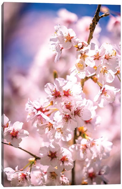 Cherry Blossoms, Fujinomiya, Japan Canvas Art Print - Alex G Perez
