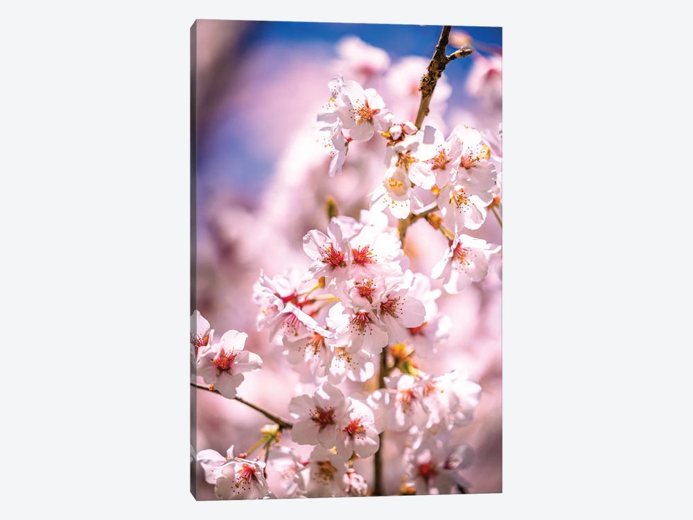 Cherry Blossoms, Fujinomiya, Japan by Alex G Perez 1-piece Canvas Art Print