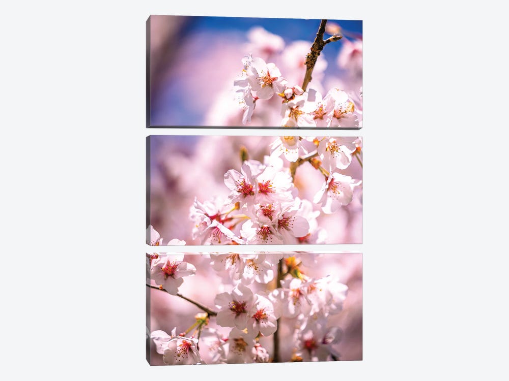 Cherry Blossoms, Fujinomiya, Japan by Alex G Perez 3-piece Canvas Art Print