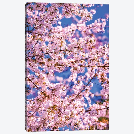 Cherry Blossoms, Fujinomiya, Japan I Canvas Print #AGP512} by Alex G Perez Canvas Print