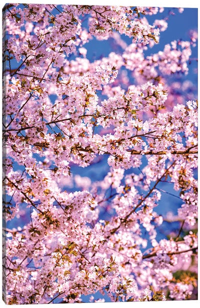 Cherry Blossoms, Fujinomiya, Japan I Canvas Art Print - Alex G Perez