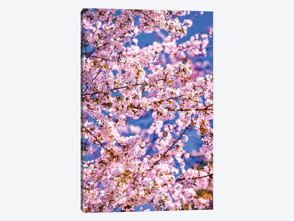 Cherry Blossoms, Fujinomiya, Japan I by Alex G Perez 1-piece Canvas Artwork