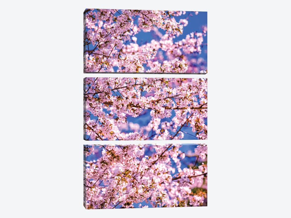 Cherry Blossoms, Fujinomiya, Japan I by Alex G Perez 3-piece Canvas Wall Art