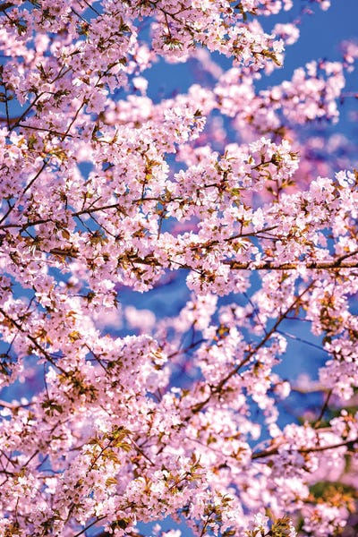 Alex G Perez: Cherry Blossoms, Fujinomiya, Japan I by Alex G Perez