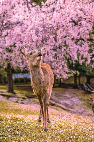Deer Among Cherry Blossom Trees Nara Park Kyoto, Japan I by Alex G Perez canvas print