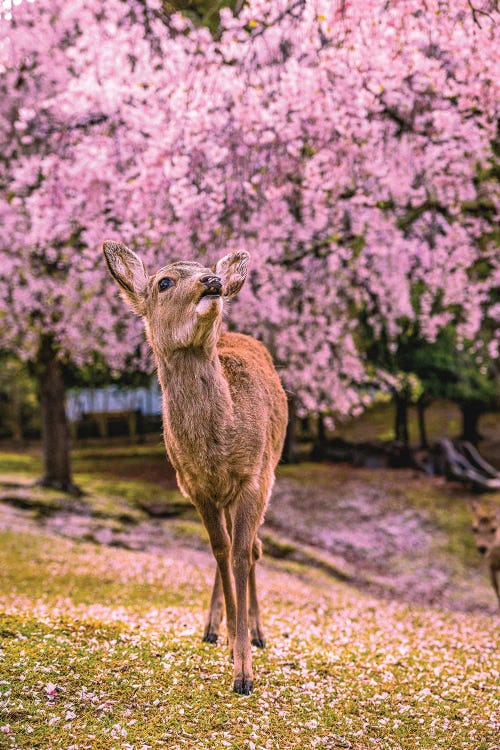 Deer Among Cherry Blossom Trees Nara Park Kyoto, Japan I