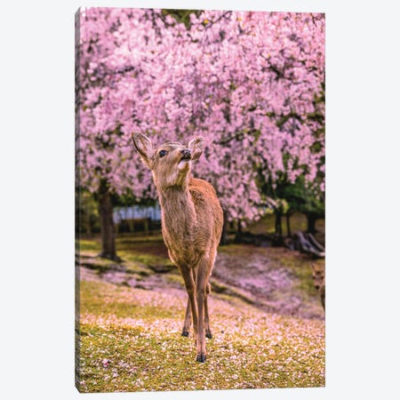 Deer Among Cherry Blossom Trees Nara Park Kyoto, Japan I Canvas Print #AGP513} by Alex G Perez Canvas Print