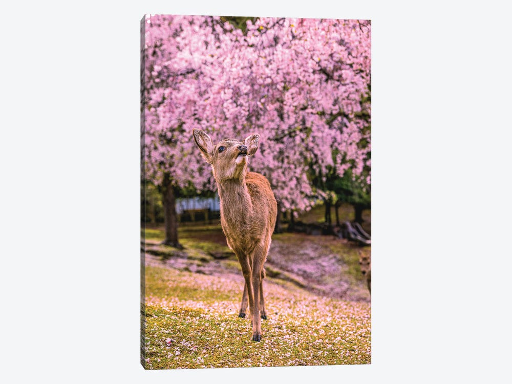 Deer Among Cherry Blossom Trees Nara Park Kyoto, Japan I by Alex G Perez 1-piece Art Print
